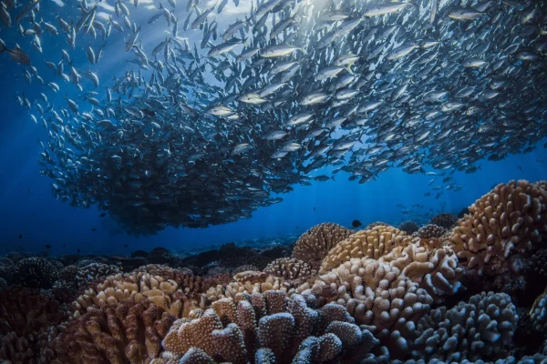 Un balai aquatique © Frédérique Legrand